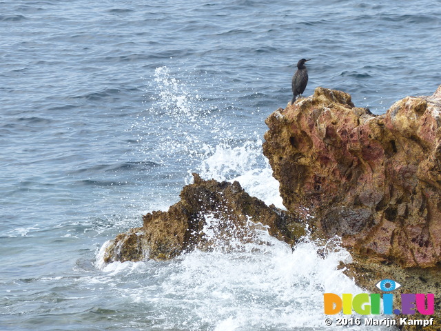 FZ027856 Cormorant on rock